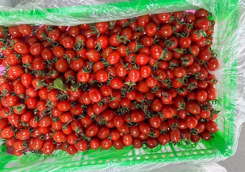images/1691481530535cherry tomato packing machine.jpg